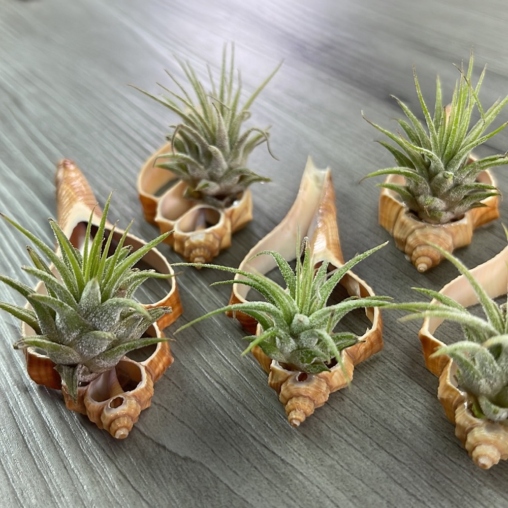 🔆AIR PLANT BUDDY🔆 WITH REAL SEA SHELL HAND MADE AND UNIQUE - Picture 5 of 9